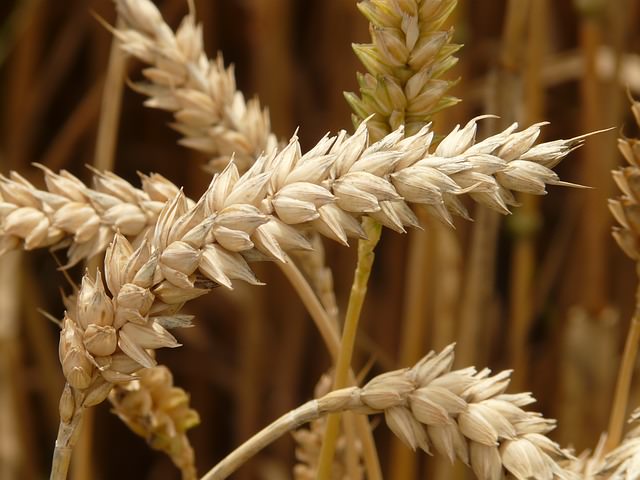Gluten Weizen mini - [Bio schlägt Pharma]: 5 natürliche Mittel gegen Sodbrennen, die nachweislich besser wirken als Medikamente