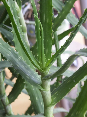 Sodbrennen Aloe Vera - ᐅ 50 Hausmittel gegen Sodbrennen im Test